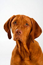 Magyar Vizsla / Hungarian Pointer, head portrait of a smooth coated, tan coloured male, sitting.