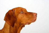 Magyar Vizsla / Hungarian Pointer, head portrait of a smooth coated, tan coloured male.