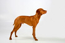 Magyar Vizsla / Hungarian Pointer, smooth coated, tan coloured male, standing in show-stack posture.