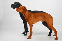 Great Dane, black coated bitch, and Magyar Vizsla /Hungarian Pointer, tan coated male, standing in show-stack posture together.