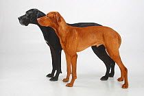 Great Dane, black coated bitch, and Magyar Vizsla /Hungarian Pointer, tan coated male, standing in show-stack posture together.