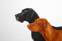 Great Dane, black coated bitch, and Magyar Vizsla /Hungarian Pointer, tan coated male, double portrait in profile together.