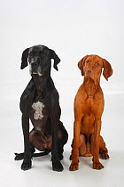 Great Dane, black coated bitch, and Magyar Vizsla /Hungarian Pointer, tan coated male, sitting side by side.
