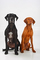 Great Dane, black coated bitch, and Magyar Vizsla /Hungarian Pointer, tan coated male, sitting side by side.