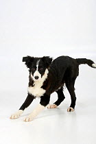 Border Collie puppy, black and white, traditonal markings. aged 4 months.