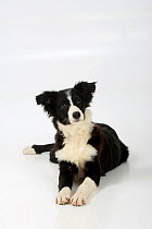 Border Collie puppy, black and white, traditonal markings. aged 4 months, lying down.