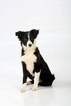 Border Collie puppy, black and white, traditonal markings. aged 4 months, sitting.