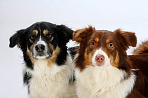 Double head portrait of a Border Collie, aged 7 years old, tricoloured, and an Australian Shepherd, red-tri coated.