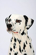 Dalmatian, head portrait, male aged 4 years,