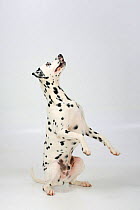 Dalmatian, male aged 4 years, sitting and begging.