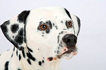 Dalmatian, head portrait, male aged 4 years.