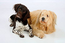 Small Munsterlander and Mixed Breed Dog, lying down together.
