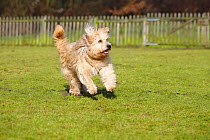 Mixed Breed dog, running in field.