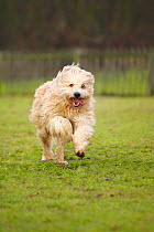 Mixed Breed dog, running on grass, towards camera.