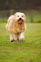 Mixed Breed Dog, running on grass, towards camera.