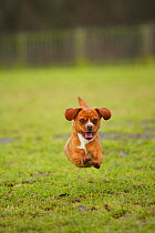 Mixed Breed dog running on grass, towards camera.