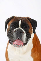 German Boxer, male head portrait panting, aged 4 years.