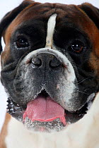 German Boxer,head portrait panting, male aged 4 years.