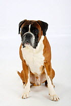 German Boxer, male aged 4 years, sitting.