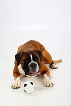 German Boxer, German Boxer, male aged 4 years, lying down with ball.