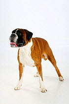 German Boxer, male aged 4 years, standing in show-stack posture.