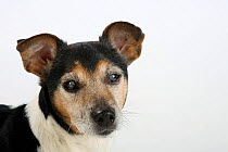 Jack Russell Terrier head portrait, tricoloured and aged 13 years, blinded by cataracts.