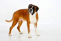 German Boxer, male aged 4 years, standing.