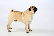 Pug dog, male, standing on show-stack posture.