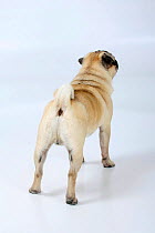 Pug dog, male standing in show-stack posture, from behind.