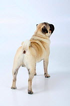 Pug dog, male standing in show-stack posture, from behind.