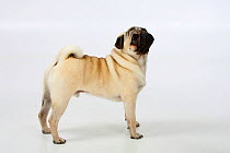 Pug dog, male standing in show-stack posture.