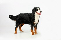 Bernese Mountain Dog, female panting and standing in show-stack posture.