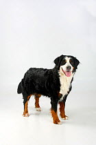 Bernese Mountain Dog, female panting and standing in show-stack posture.