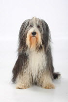 Bearded Collie, with coat groomed for show, sitting.