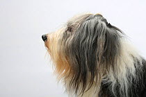Bearded Collie, head portrait in profile, with coat groomed for show.