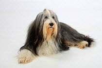 Bearded Collie, with coat groomed for show, lying down.