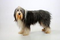 Bearded Collie, with coat groomed for show, standing in show-stack posture.
