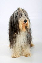 Bearded Collie, with coat groomed for show, sitting.