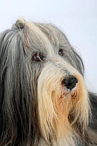 Bearded Collie, head portrait with coat groomed for show.