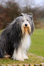 Bearded Collie, with coat groomed for show, sitting on grass.
