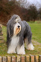 Bearded Collie, with coat groomed for show, standing in show-stack posture,