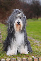 Bearded Collie, with coat groomed for show, sitting on grass, with wind blowing coat.