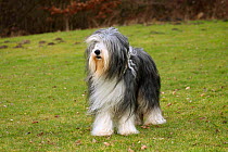 Bearded Collie, with coat groomed for show, standing on grass, with wind blowing coat.