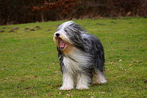 Bearded Collie, yawning, with coat groomed for show, standing on grass, and wind blowing coat.