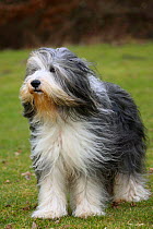 Bearded Collie, with coat groomed for show, standing on grass, and wind blowing coat