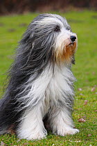 Bearded Collie, with coat groomed for show, sitting on grass, and wind blowing coat.