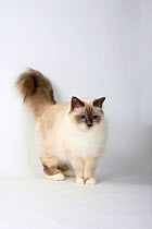 Burman/Sacred Cat of Burma, bluepoint coated  domestic cat, standing with tail raised.
