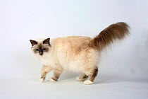 Burman/Sacred Cat of Burma, bluepoint coated  domestic cat, standing with tail raised.
