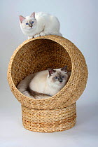 Burman / Sacred Cat of Burma, blue-tabby-point coated domestic kitten aged 5 months, sitting on top of basket, with blue point coated adult below.