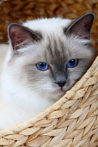 Burman/ Sacred Cat of Burma, head portrait of  blue point coated adult, sitting in basket.